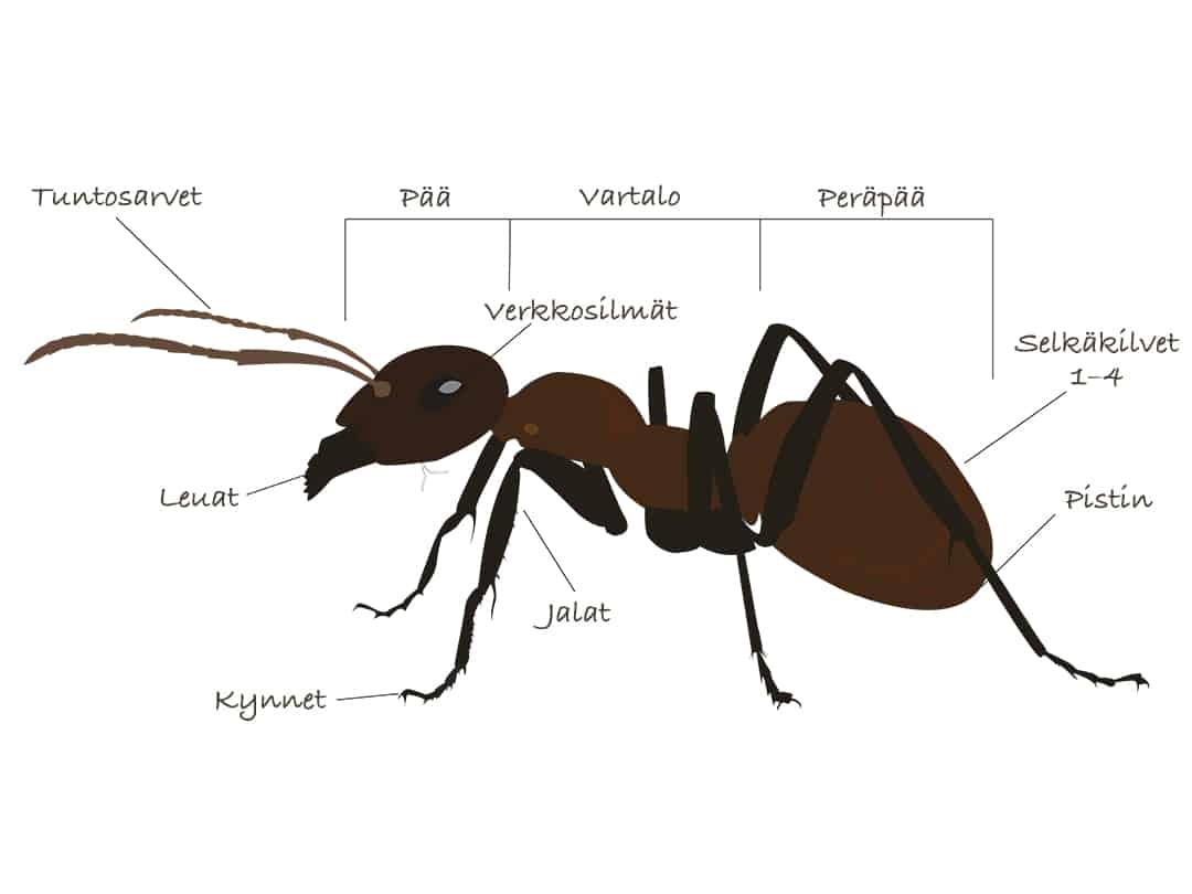 Muurahaiset saapuvat keväällä - Tuhoeläinhallinta Delecon Oy