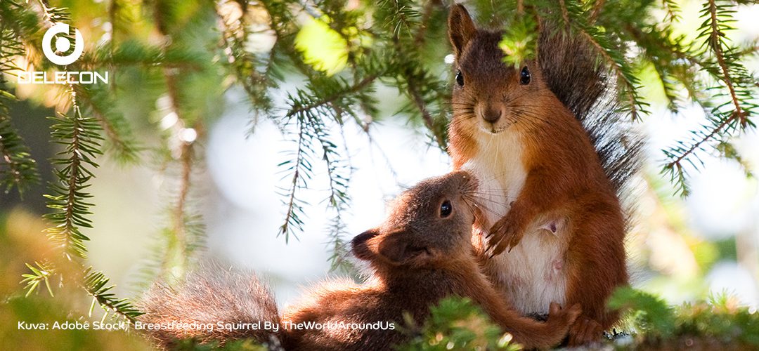 Oravan karkottaminen – neuvoja ja ohjeita