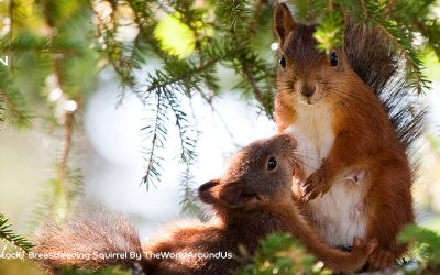Oravan karkottaminen – neuvoja ja ohjeita