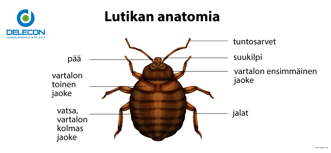 Lude, tuo ”söpö pieni verenimijä”