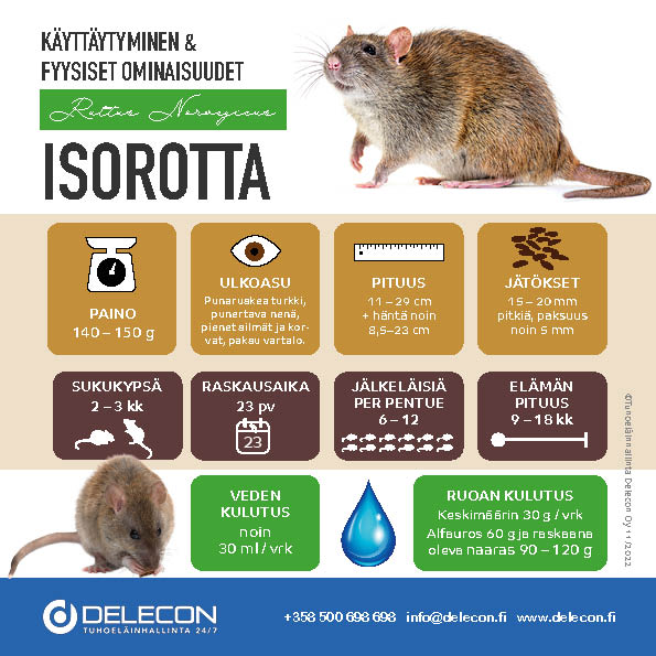 Rotta eli isorotta eli Rattus Norvegicus