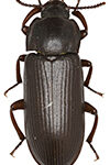 Jauhopukki eli Tenebrio molitor