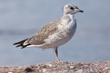 Lokki (Larus canus) nuori yksilö.