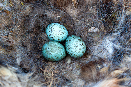 Korppi munii täplikkäitä sinertäväpintaisia munia.