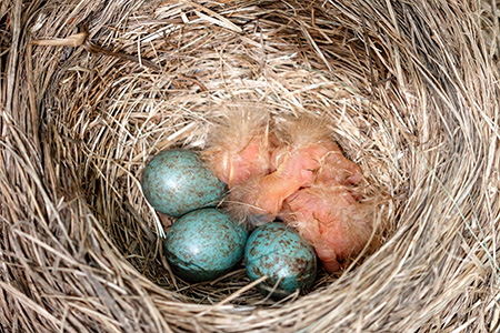 Räkättirastas pyöräyttää kauniit munat, pesässä myös juuri kuoriutuneita poikasia.